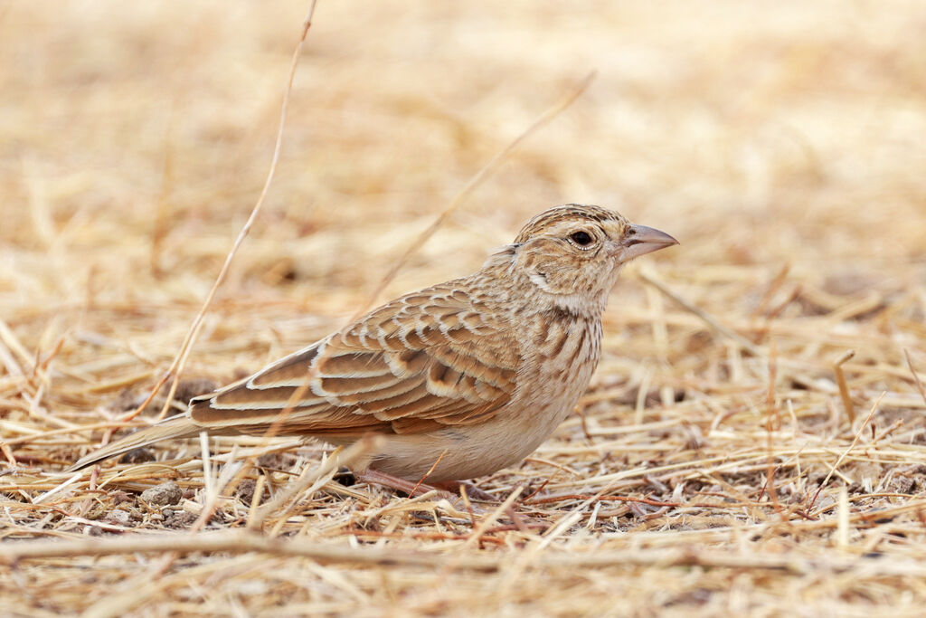 Singing Bush Lark