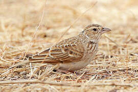 Horsfield's Bush Lark