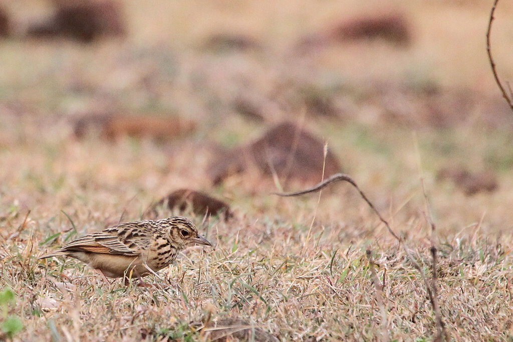 Jerdon's Bush Larkadult