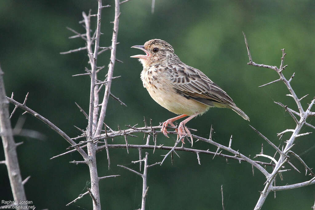 Jerdon's Bush Larkadult, identification