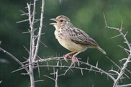 Jerdon's Bush Lark