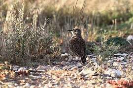 Agulhas Long-billed Lark