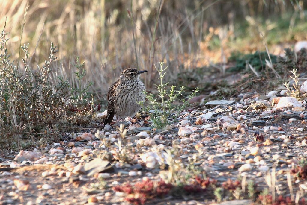 Agulhas Long-billed Lark