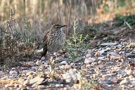 Agulhas Long-billed Lark