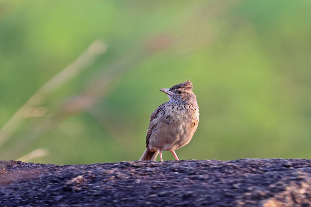 Alouette de l'Angola