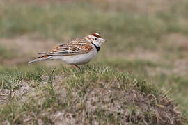 Mongolian Lark