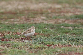 Asian Short-toed Lark