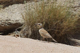 Karoo Long-billed Lark