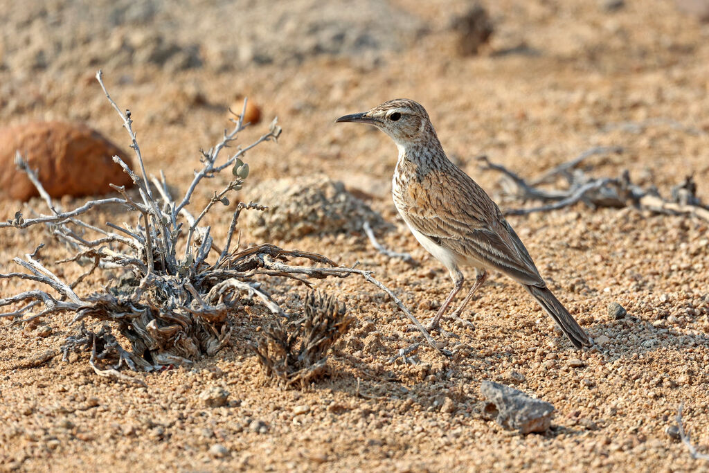 Alouette du Namaland