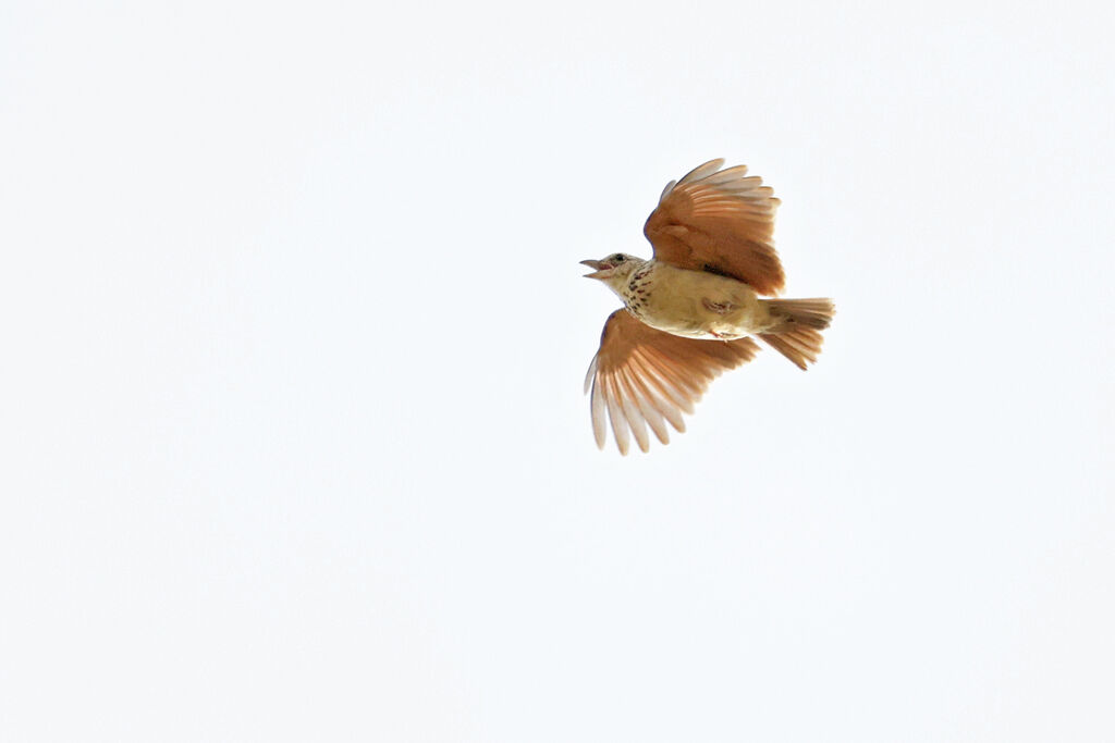 Bengal Bush Lark, song