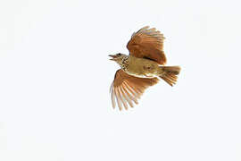 Bengal Bush Lark