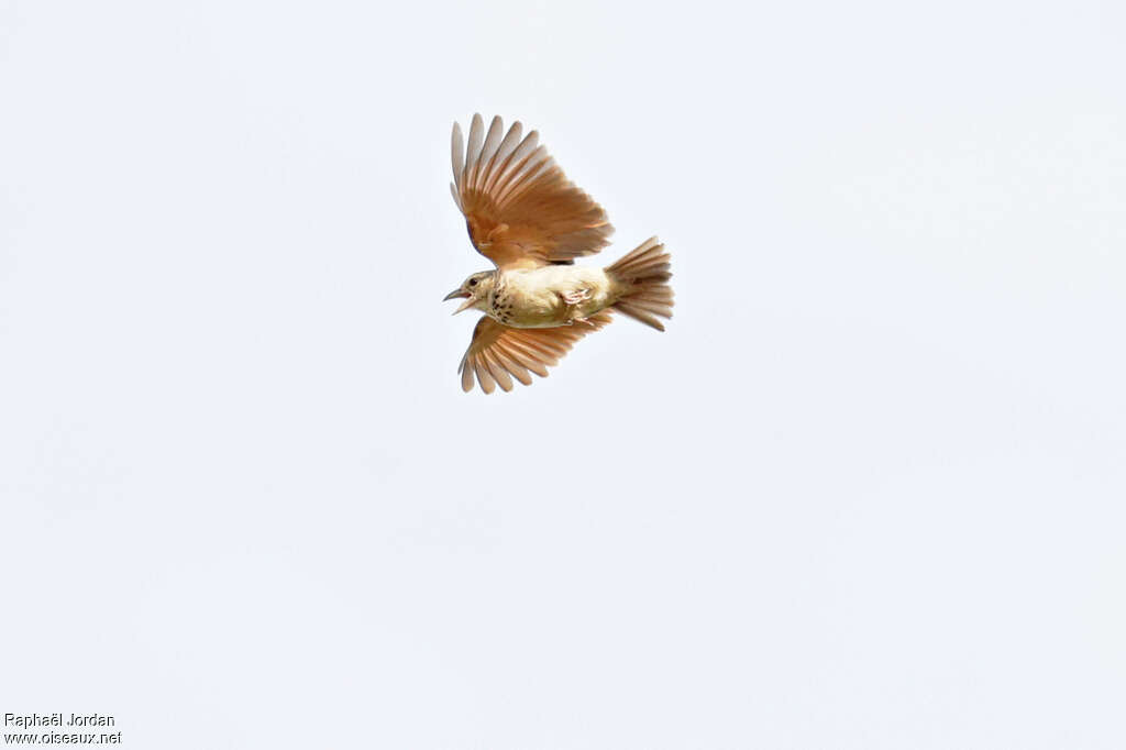 Bengal Bush Larkadult, song