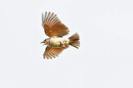 Bengal Bush Lark