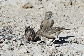 Spike-heeled Lark