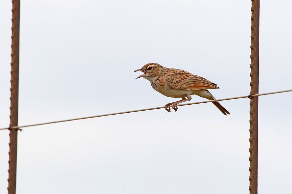 Fawn-colored Larkadult