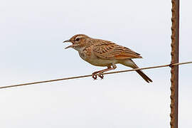 Fawn-colored Lark