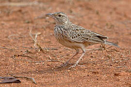 Red-winged Lark