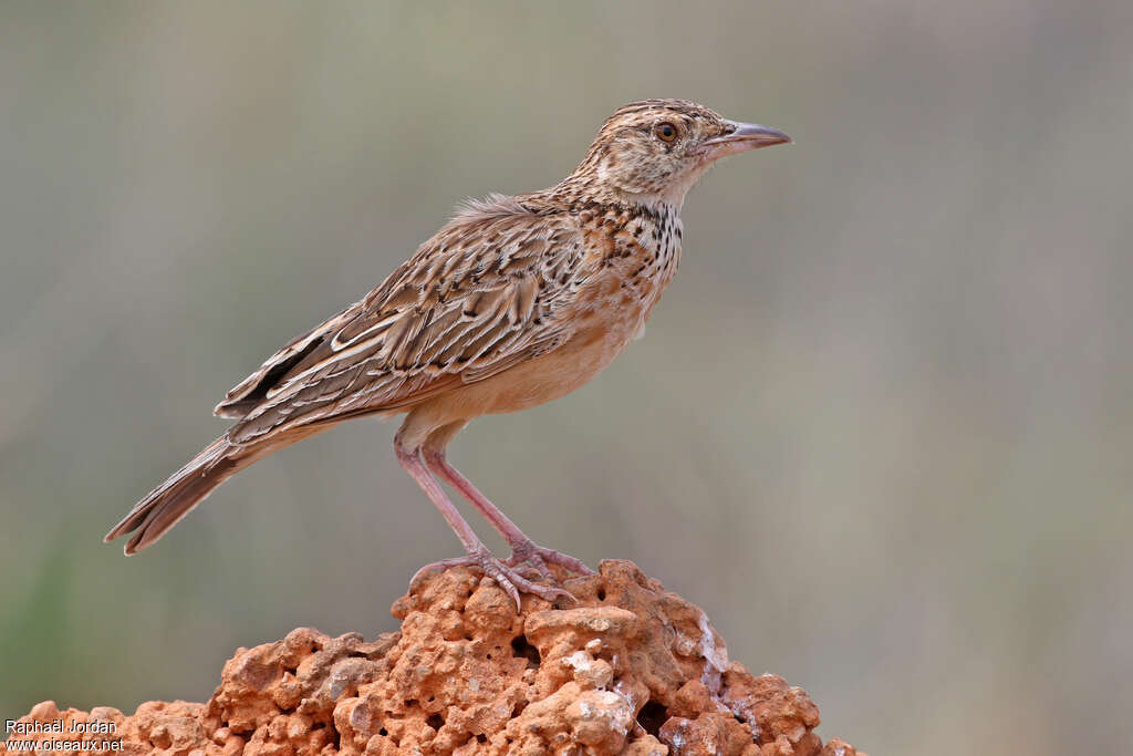 Red-winged Larkadult, identification