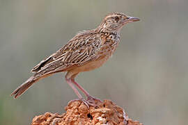 Red-winged Lark