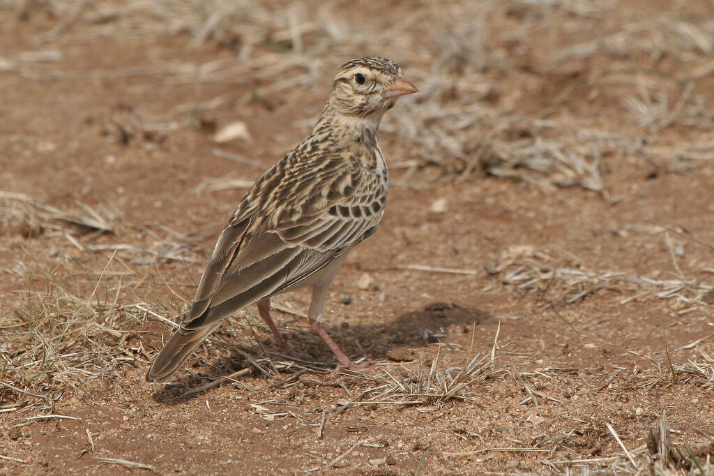 Somali Short-toed Lark