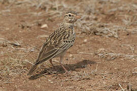 Somali Short-toed Lark