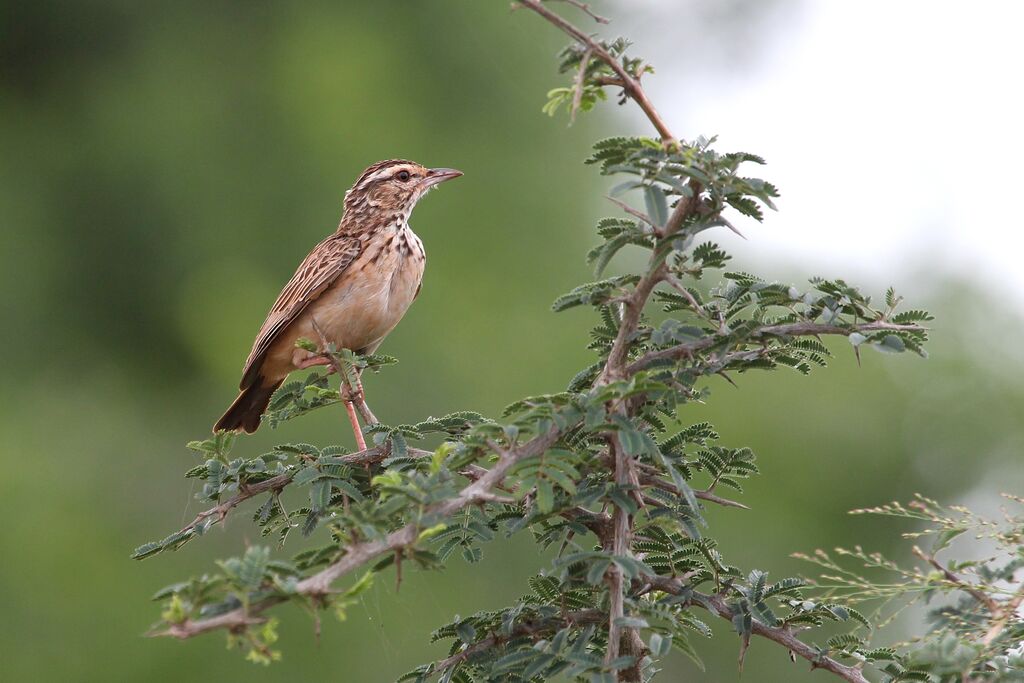 Sabota Larkadult