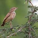 Alouette sabota