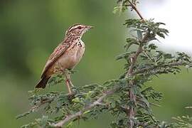 Sabota Lark