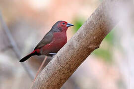 Mali Firefinch