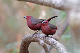 Mali Firefinch