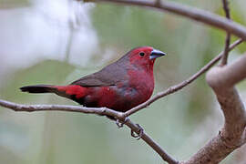 Mali Firefinch