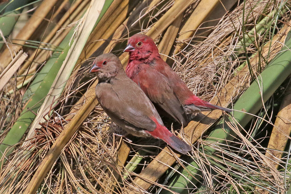 Red-billed Firefinchadult