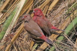 Red-billed Firefinch