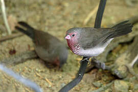 Brown Firefinch