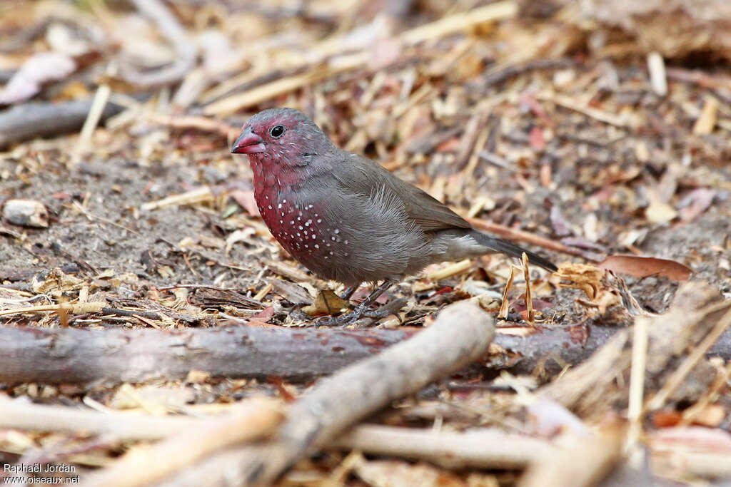 Brown Firefinch male adult, identification