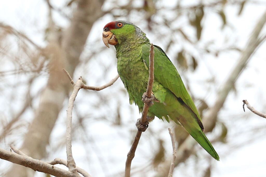 Lilac-crowned Amazon