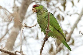 Lilac-crowned Amazon