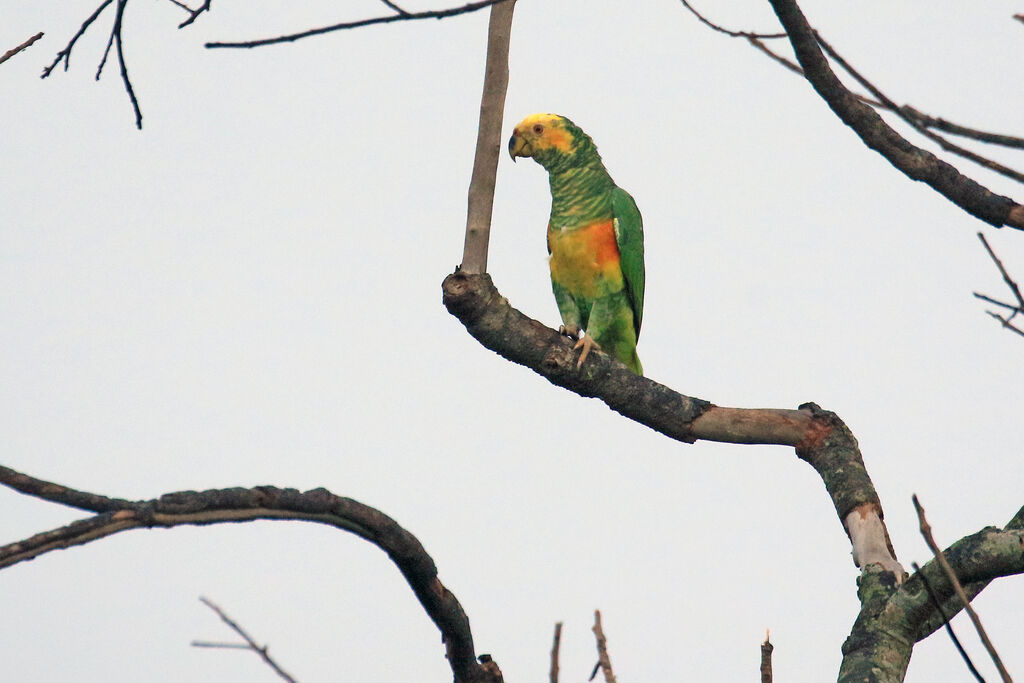 Yellow-faced Parrot