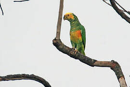 Yellow-faced Parrot