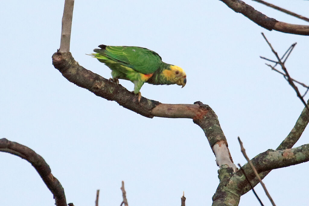 Yellow-faced Parrot