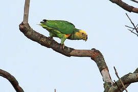 Yellow-faced Parrot