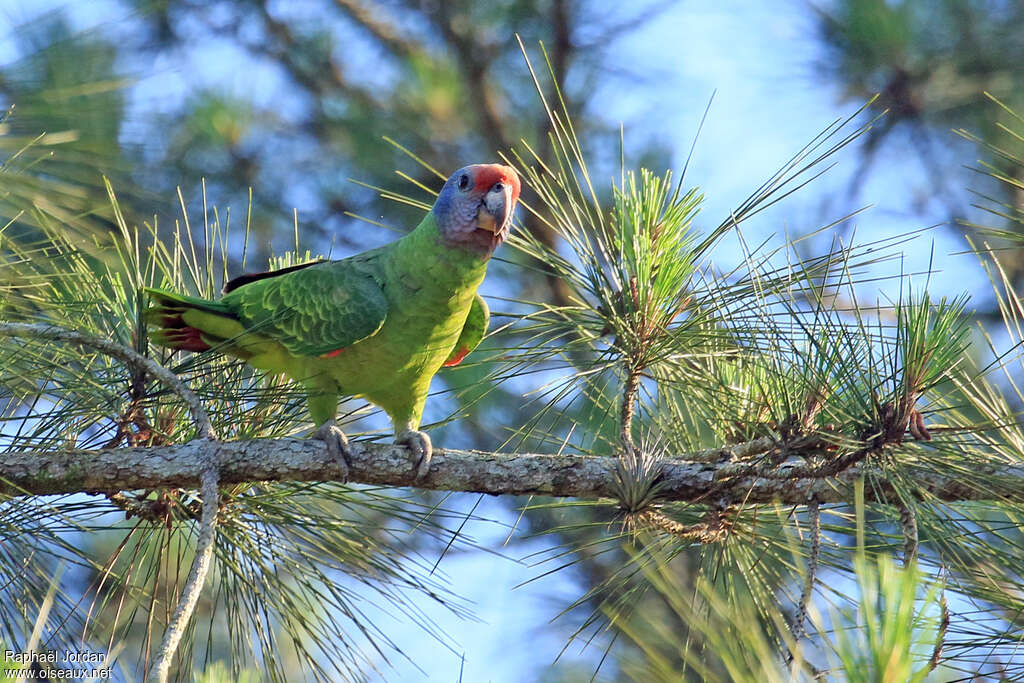 Amazone à joues bleues mâle adulte