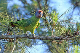 Red-tailed Amazon