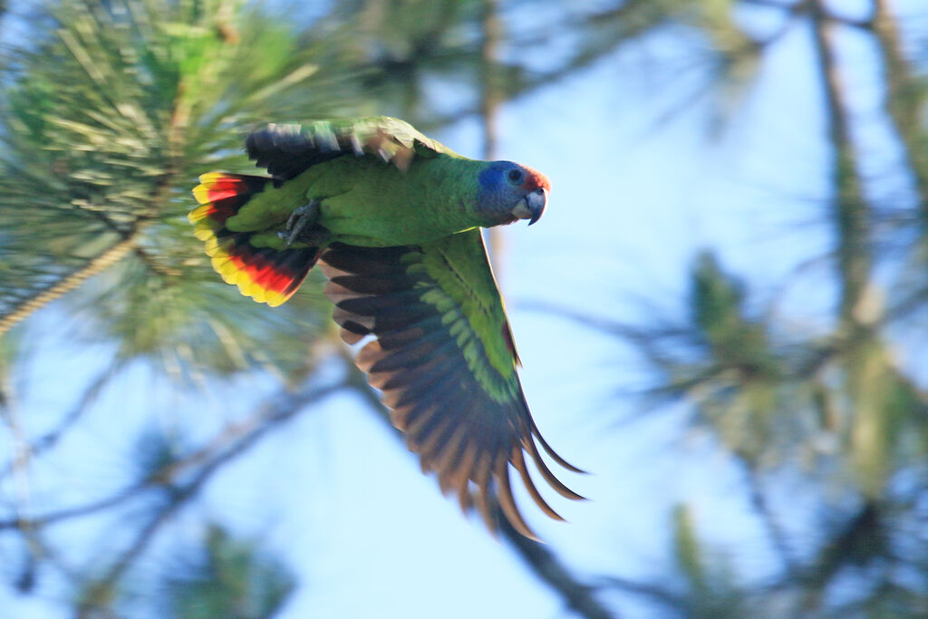 Red-tailed Amazon male adult