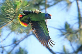 Red-tailed Amazon