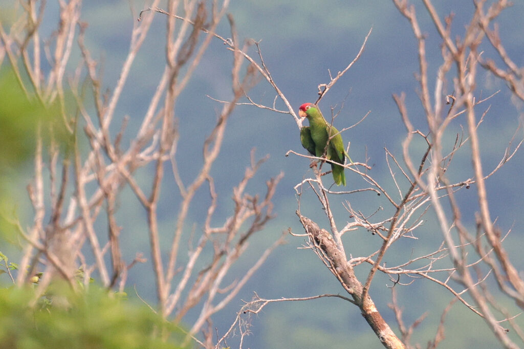 Amazone à joues vertes