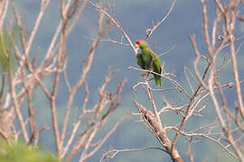 Red-crowned Amazon