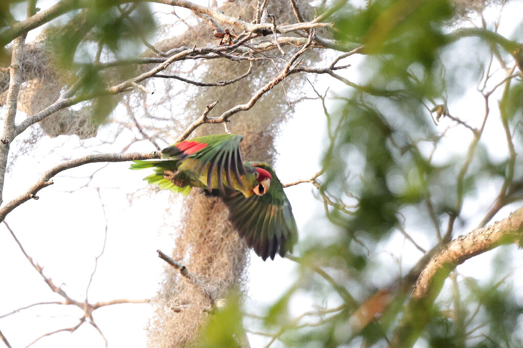 Amazone à joues vertes