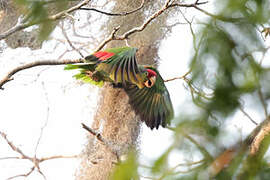 Red-crowned Amazon