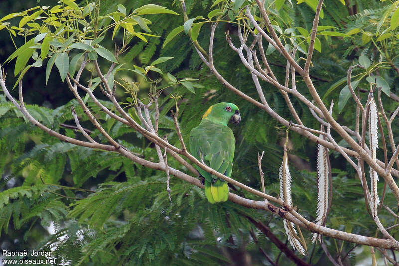 Yellow-naped Amazonadult, habitat, pigmentation